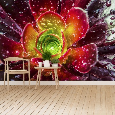 Papel de parede Flor Vermelha