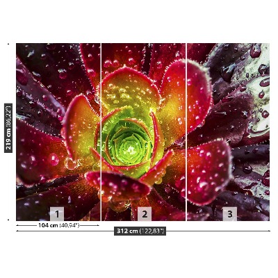 Papel de parede Flor Vermelha