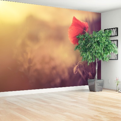 Papel de parede Flor de papoula