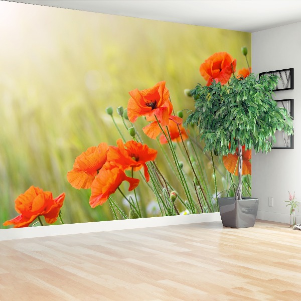 Papel de parede Papoulas