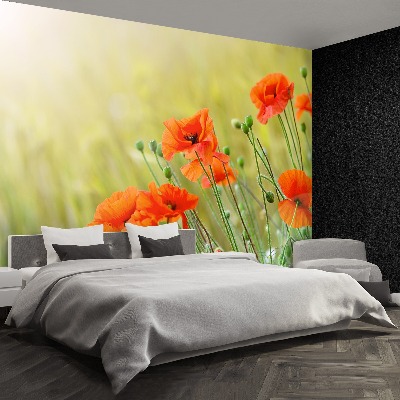 Papel de parede Papoulas