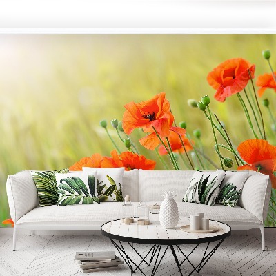 Papel de parede Papoulas