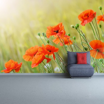 Papel de parede Papoulas