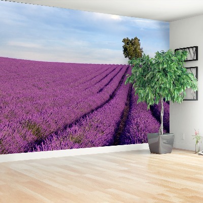Mural de parede Campo de lavanda