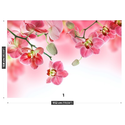 Papel de parede Orquídeas tropicais