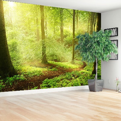 Papel de parede Floresta enevoada