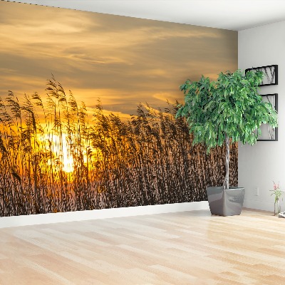 Papel de parede Reed Sun