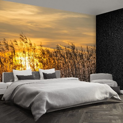 Papel de parede Reed Sun