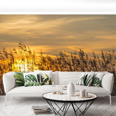 Papel de parede Reed Sun