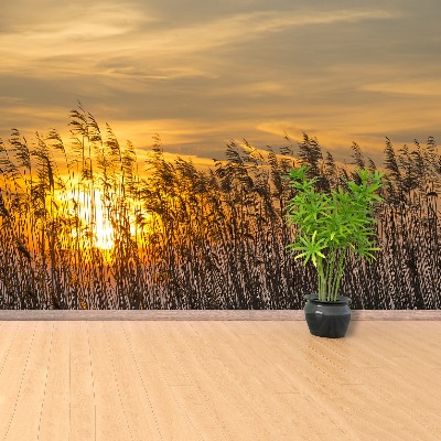 Papel de parede Reed Sun