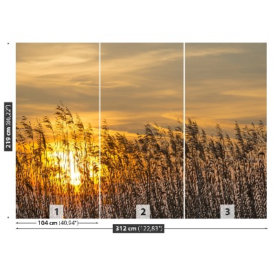 Papel de parede Reed Sun