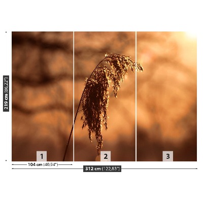 Mural de parede Capim-junco