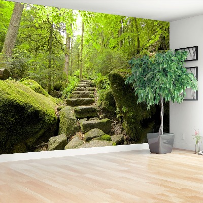 Papel de parede Trilha da floresta