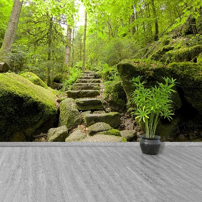 Papel de parede Trilha da floresta