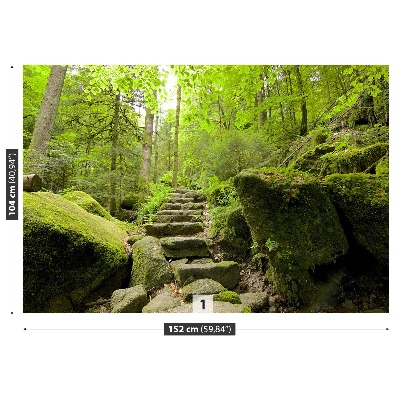 Papel de parede Trilha da floresta