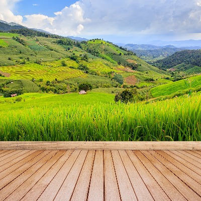 Papel de parede Campo de arroz