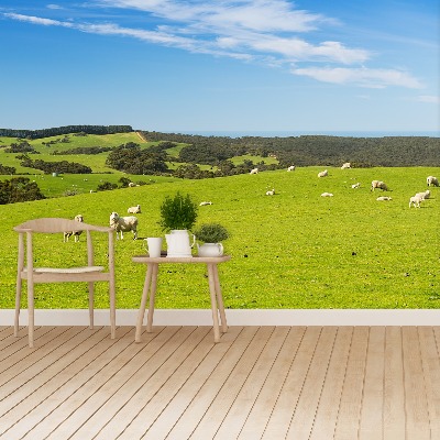 Papel de parede Campo de Ovelhas