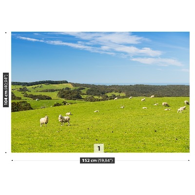 Papel de parede Campo de Ovelhas