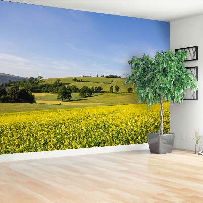 Papel de parede Lentilhas florescendo