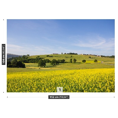 Papel de parede Lentilhas florescendo