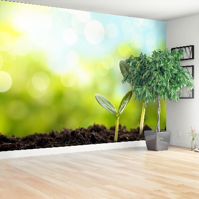 Mural de parede Broto de feijão