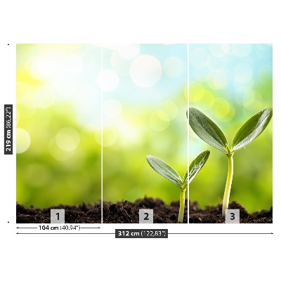 Mural de parede Broto de feijão