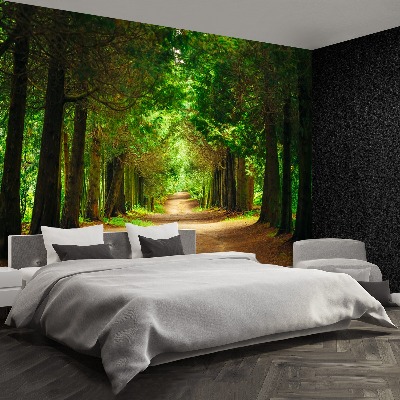 Papel de parede Caminho da Árvore