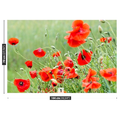 Papel de parede Campo de papoulas