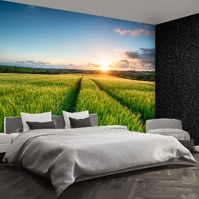 Papel de parede Campos de cevada