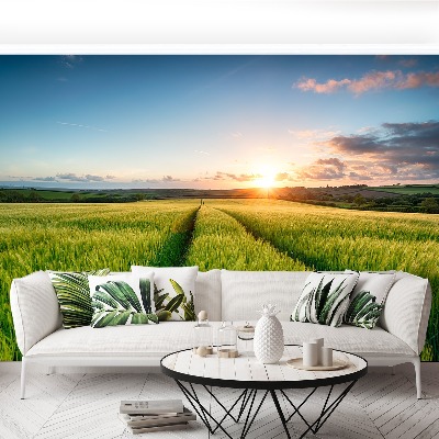 Papel de parede Campos de cevada