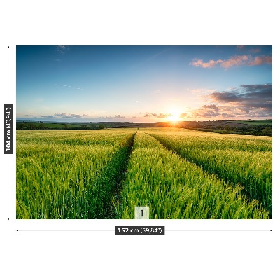 Papel de parede Campos de cevada