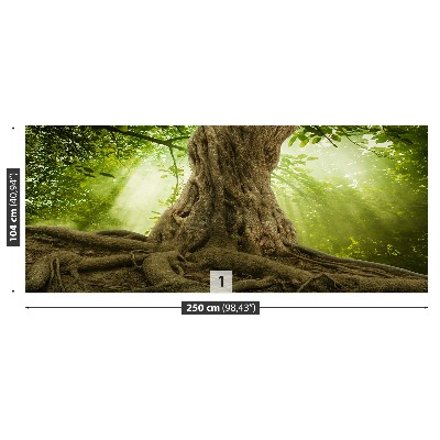 Mural de parede Grandes raízes de árvores