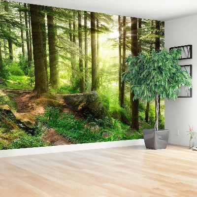 Papel de parede Floresta enevoada