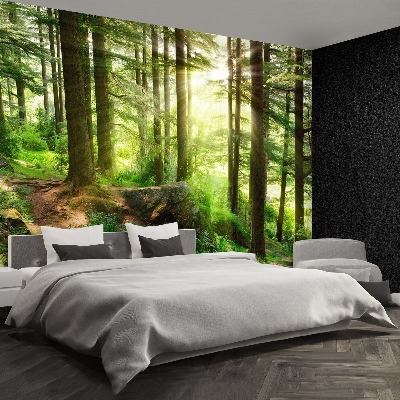 Papel de parede Floresta enevoada