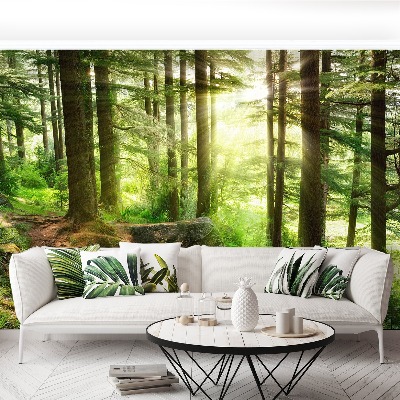 Papel de parede Floresta enevoada