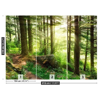 Papel de parede Floresta enevoada