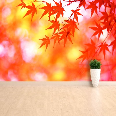 Papel de parede Folhas de Laranja