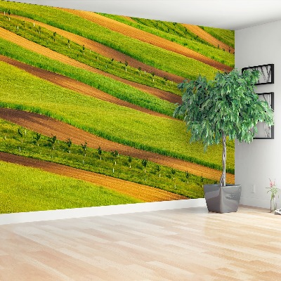 Papel de parede Fitas de campo