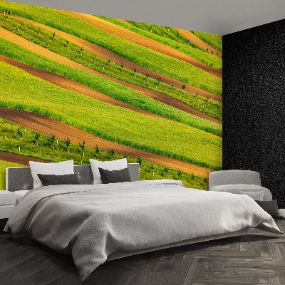 Papel de parede Fitas de campo