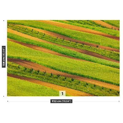 Papel de parede Fitas de campo