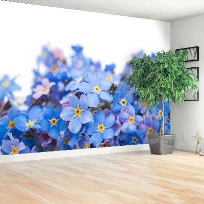 Papel de parede Miosótis