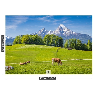 Papel de parede Vacas dos Alpes
