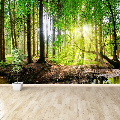 Mural de parede Floresta do sol