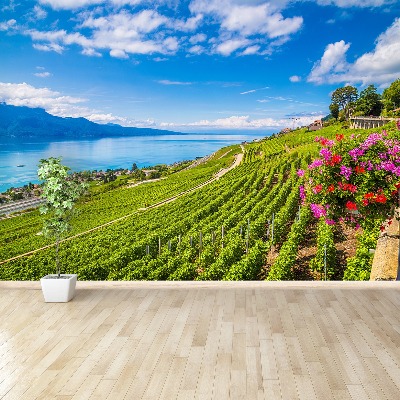 Papel de parede Terraços de vinha