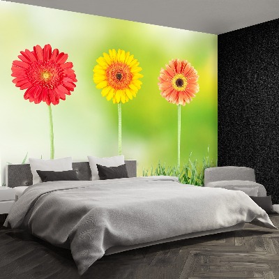 Papel de parede Gérbera