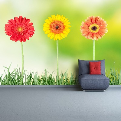 Papel de parede Gérbera