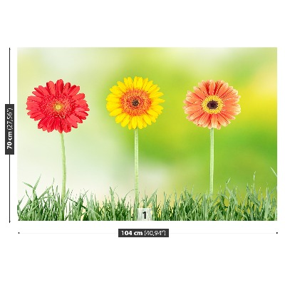 Papel de parede Gérbera