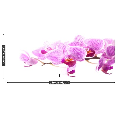 Papel de parede orquídea rosa
