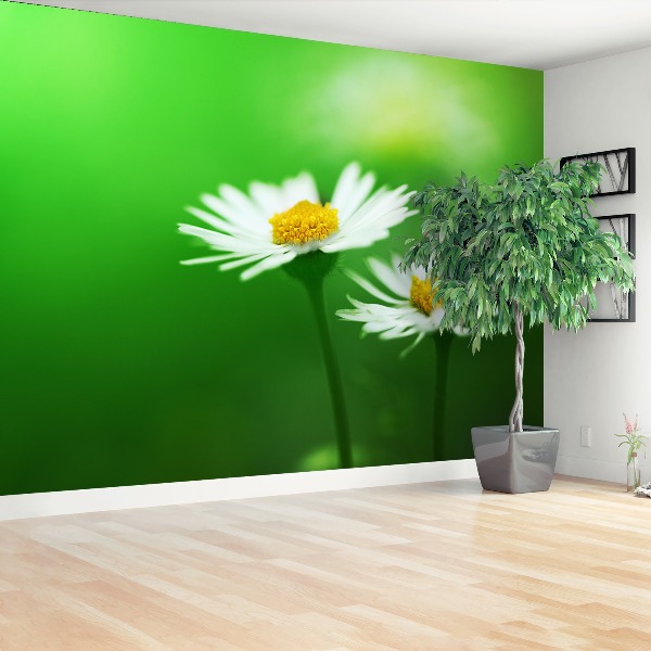 Mural de parede Margaridas brancas