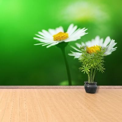 Mural de parede Margaridas brancas